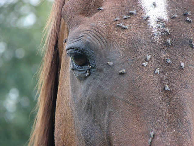 horse needs fly mask