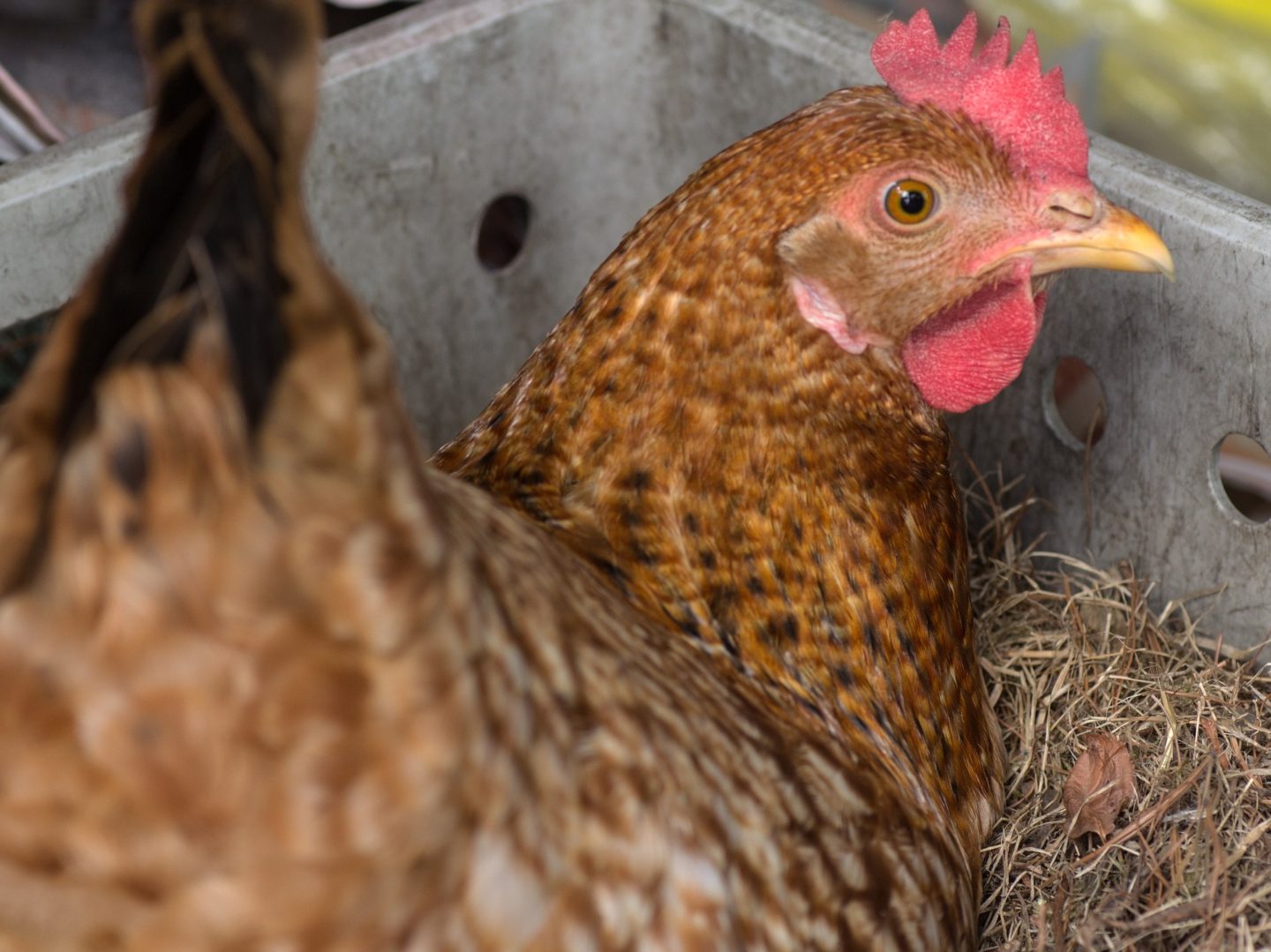broody hen in a nesting box