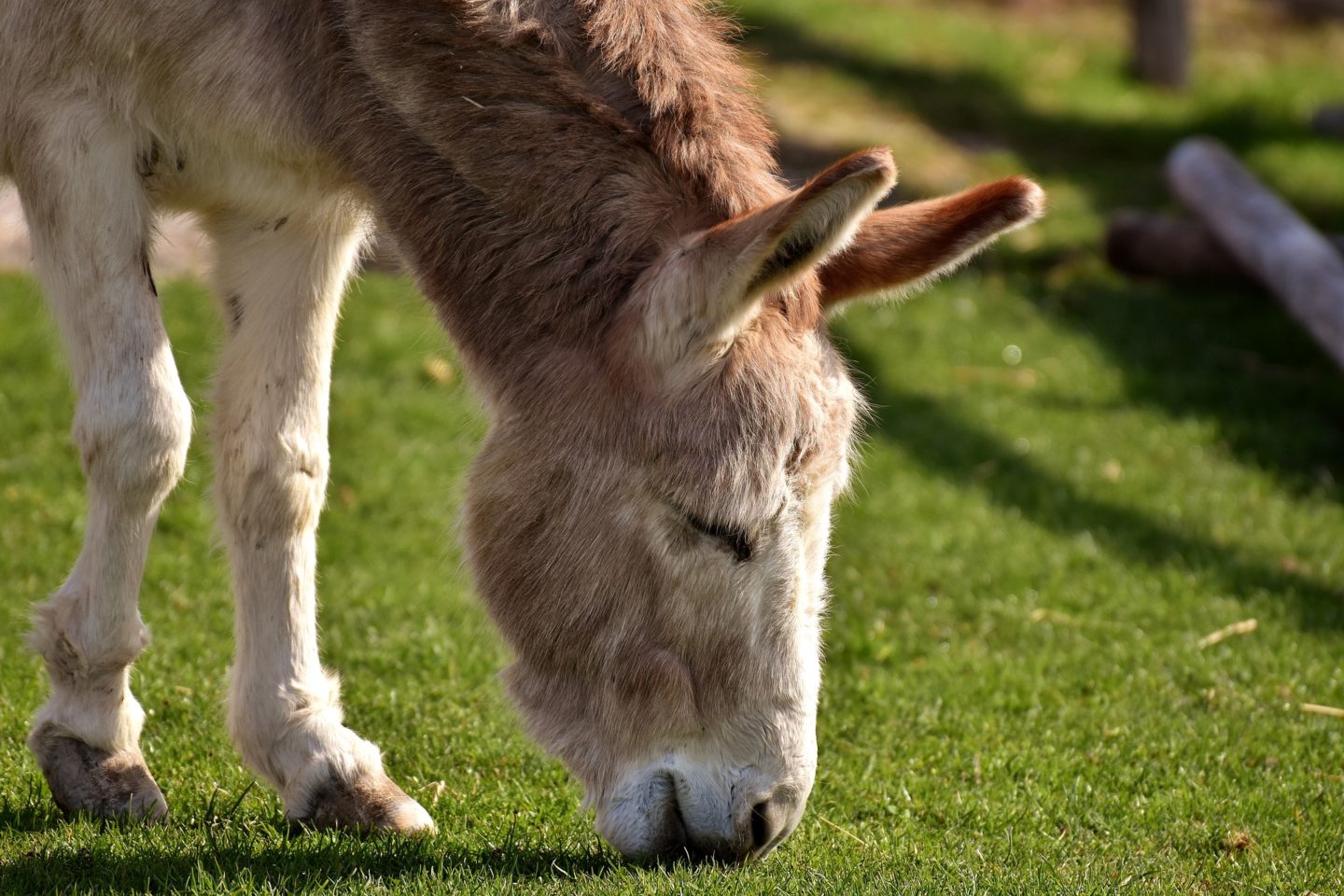 donkey guard dog