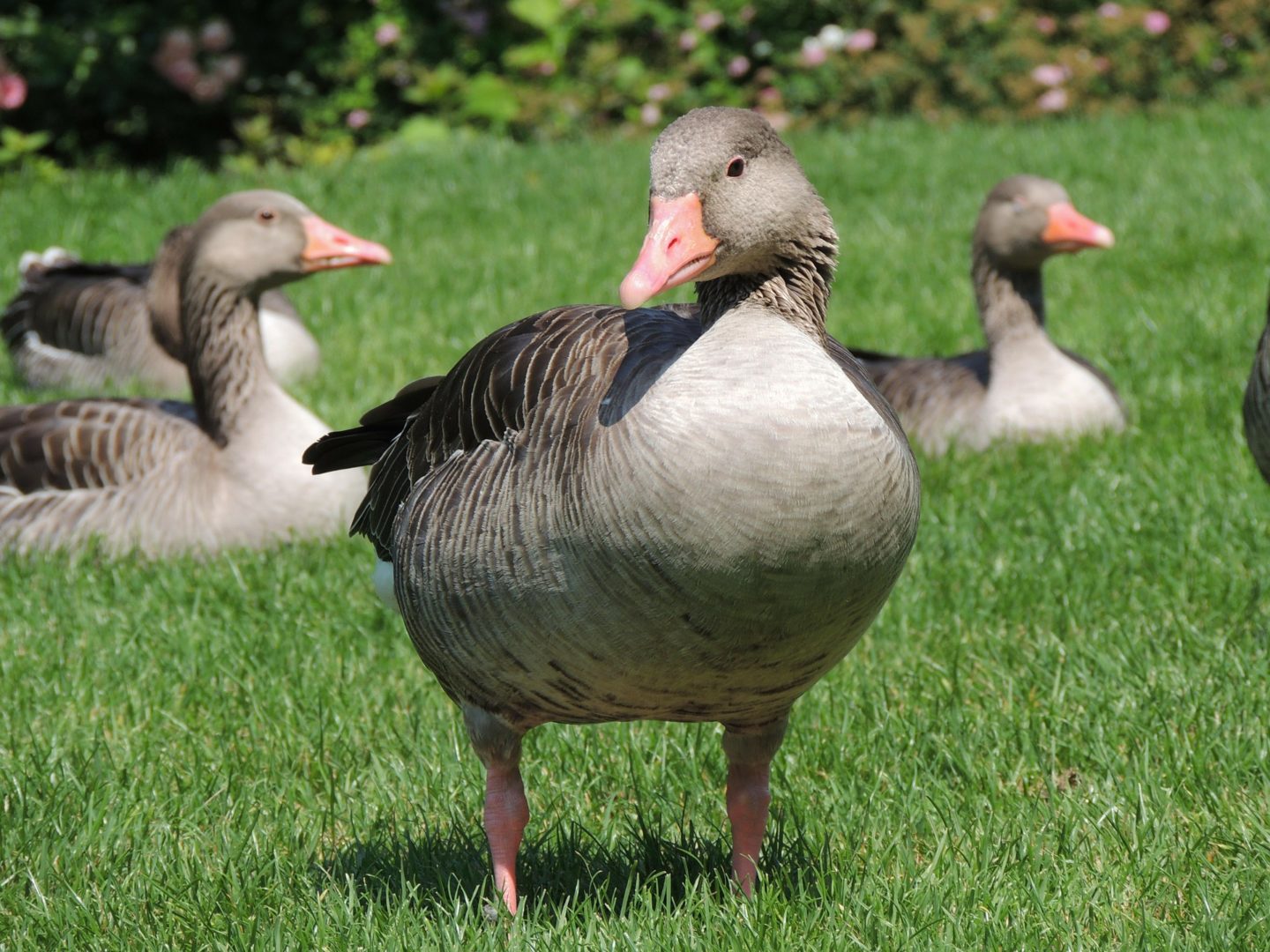 geese