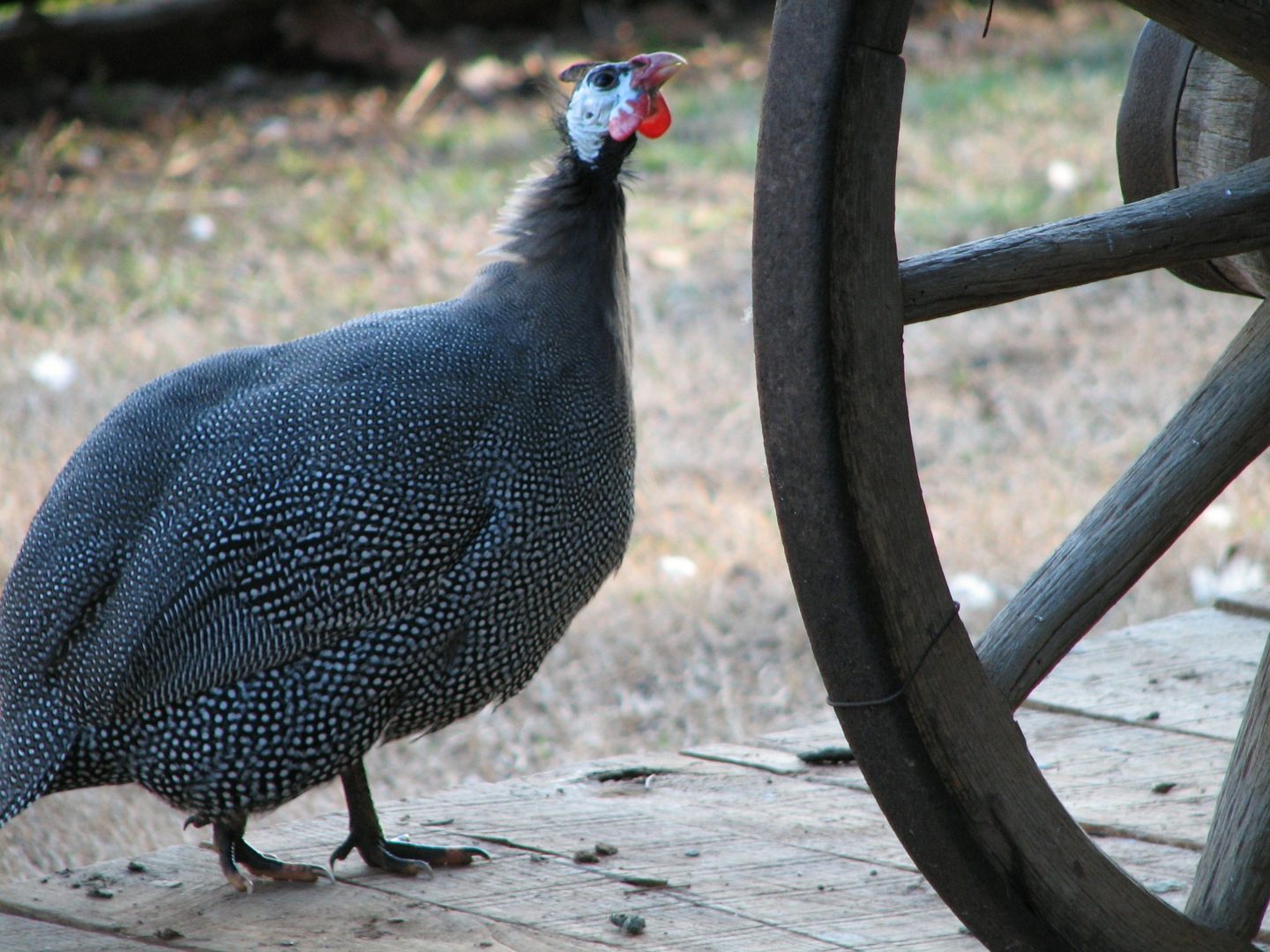 guinea fowl