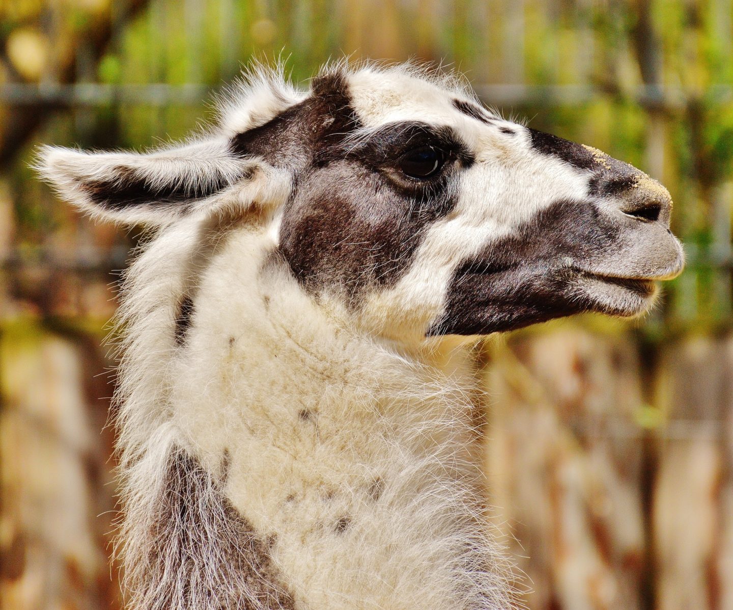 llama