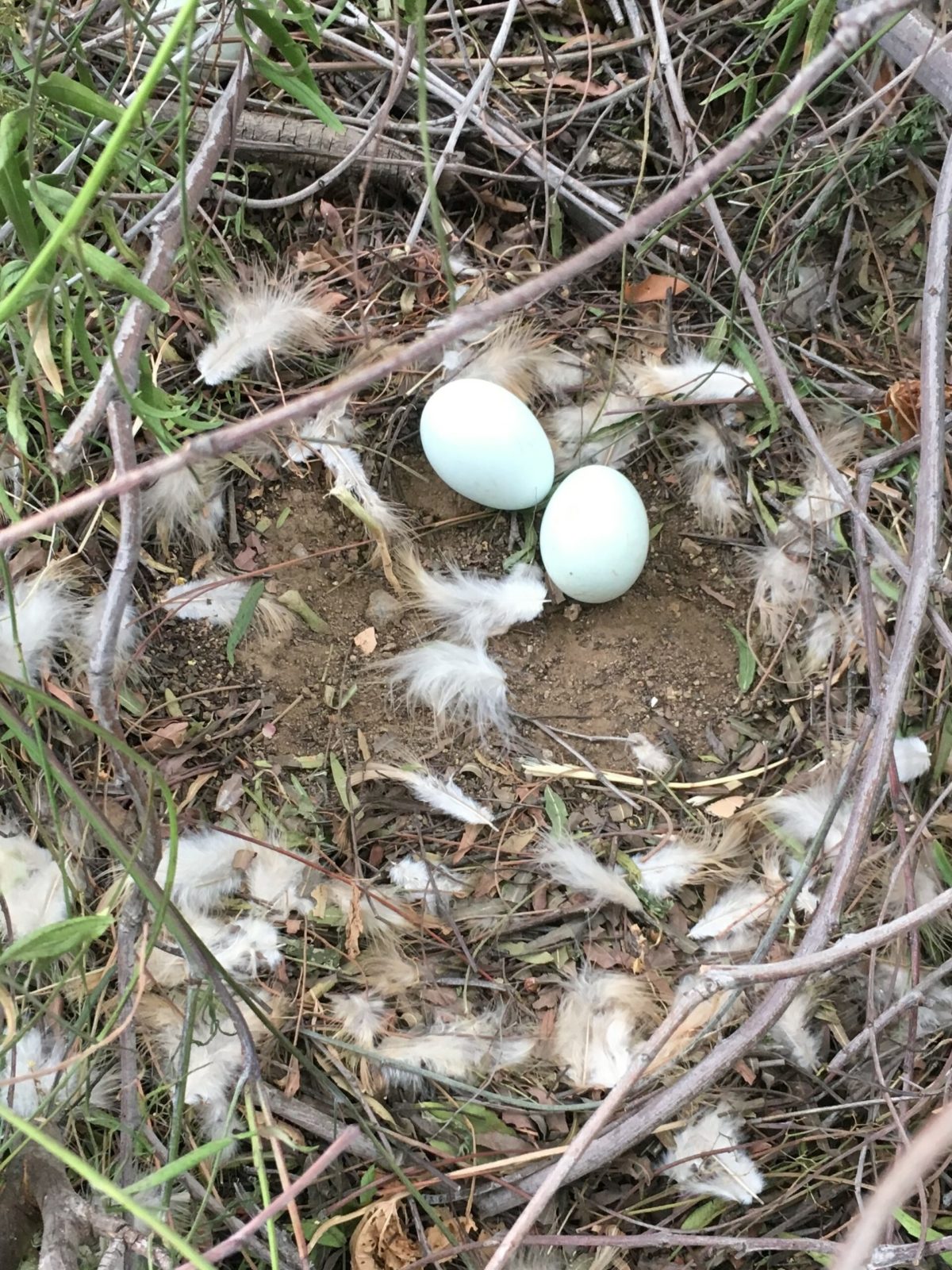 nest of eggs