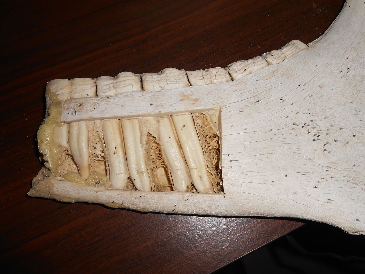 photo of horse jaw and gum line