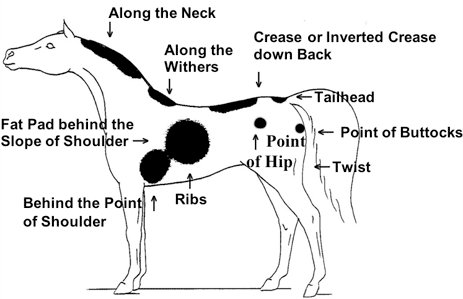 Areas of a Horse