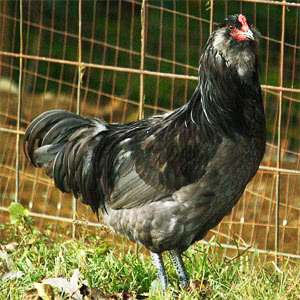 black jersey giant egg production