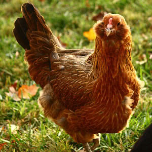 black jersey giant eggs
