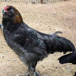 jersey giant pullet