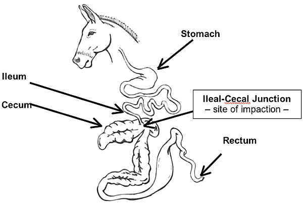 Horse Digestive Tract Diagram