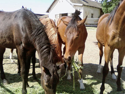 Poultry Horses Eating